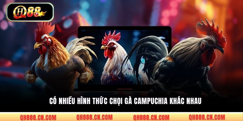 Có nhiều hình thức chọi gà Campuchia khác nhau