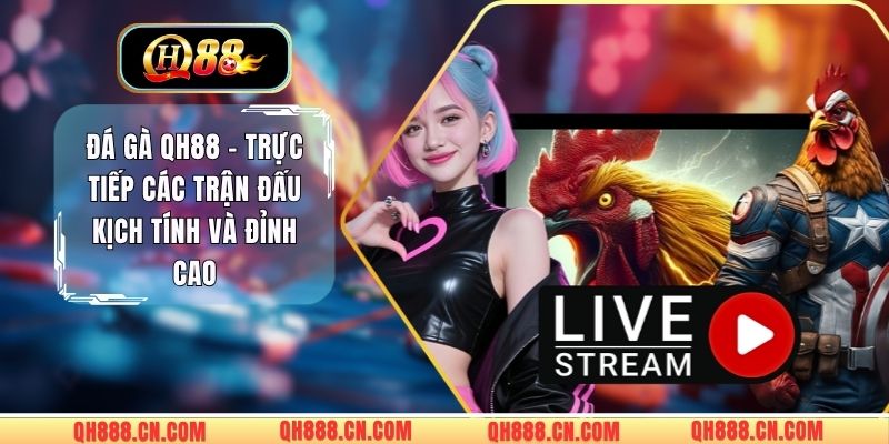 Đá Gà QH88 - Trực Tiếp Các Trận Đấu Kịch Tính Và Đỉnh Cao