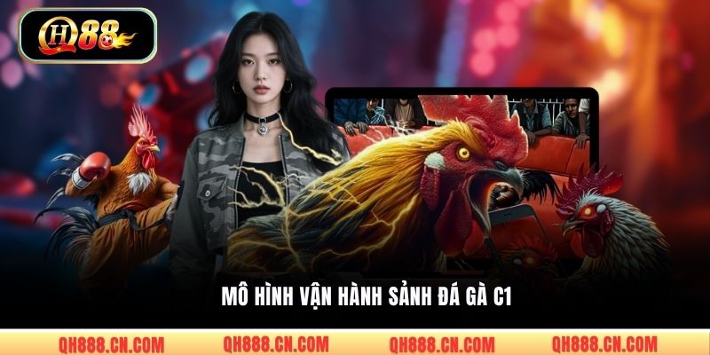 Mô hình vận hành sảnh đá gà C1