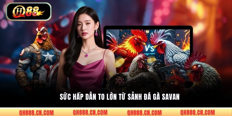 Sức hấp dẫn to lớn từ sảnh đá gà Savan