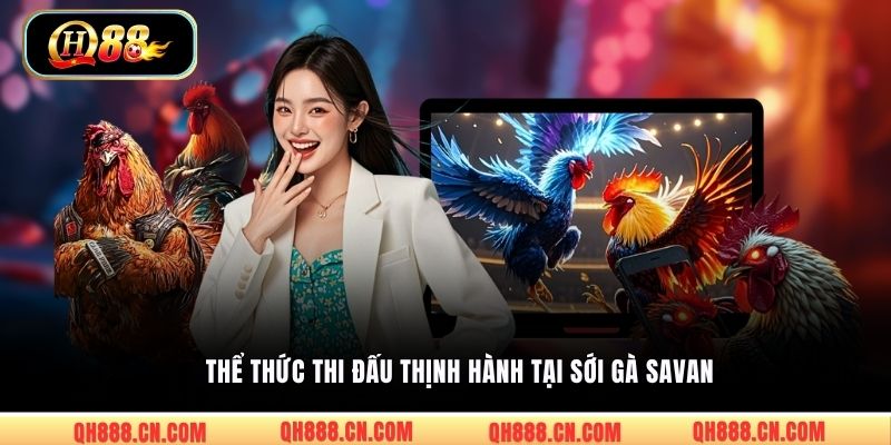 Thể thức thi đấu thịnh hành tại sới gà Savan